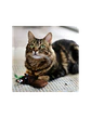 JUGUETE GATO MAXI TOY MAPACHE 18 CM - Miniatura 2