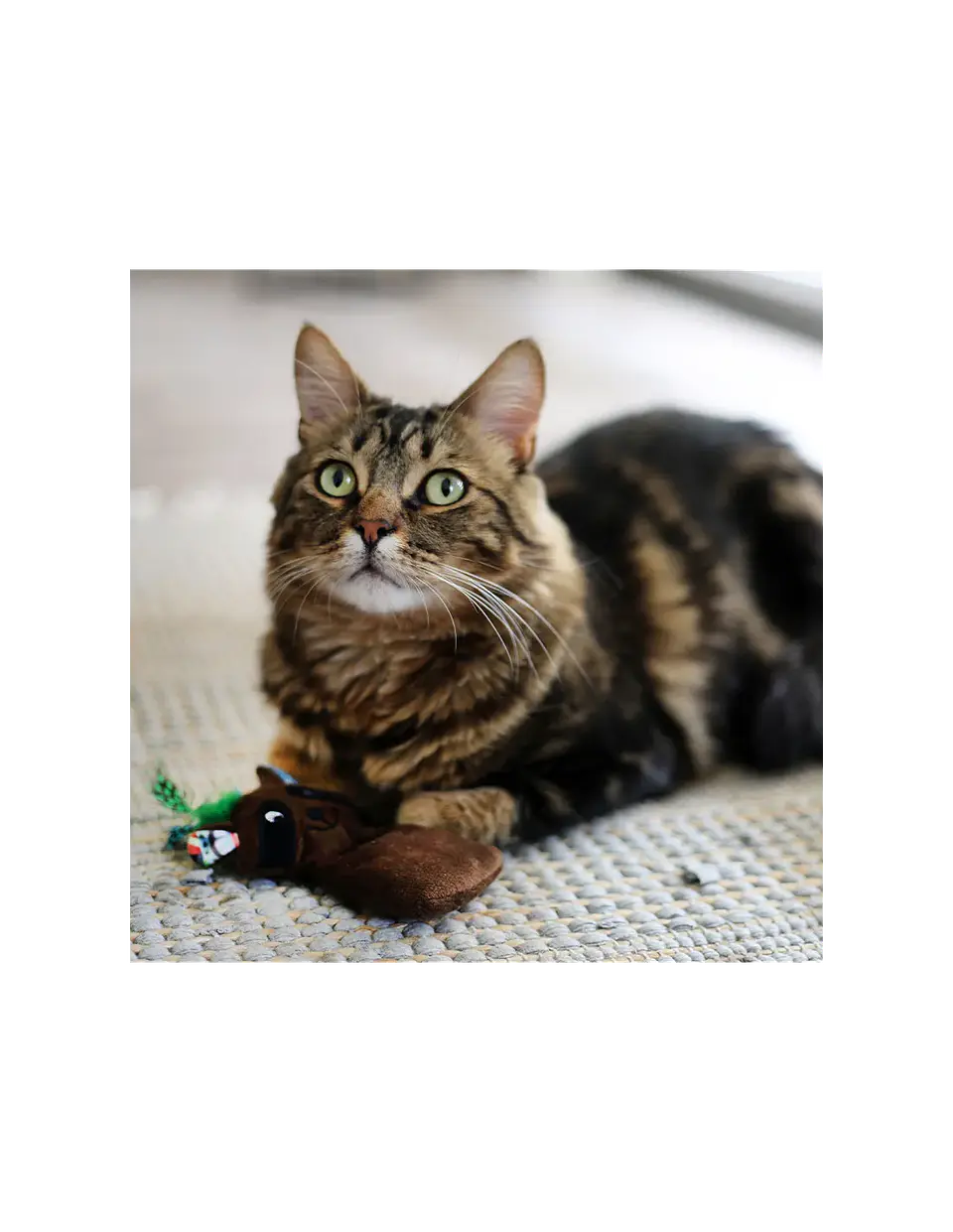 JUGUETE GATO MAXI TOY MAPACHE 18 CM 2