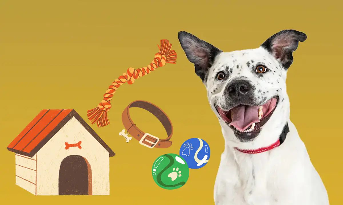ACCESORIOS PARA PERROS