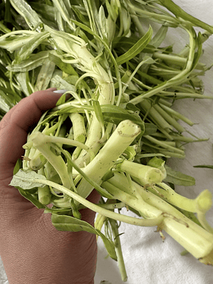 lechuga corazón hueca 空心菜 KONG  XIN  CAI