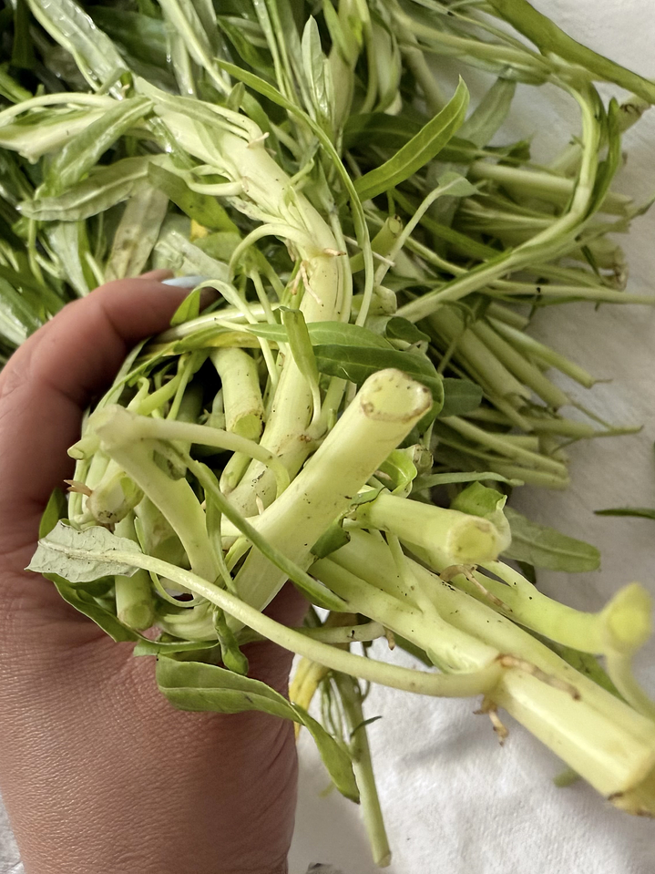 lechuga corazón hueca 空心菜 KONG  XIN  CAI 1