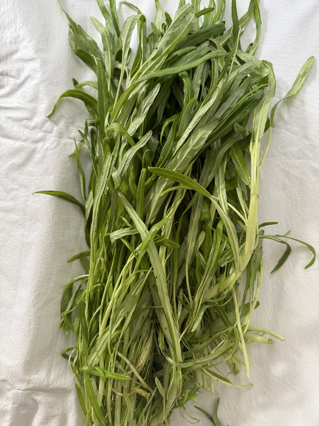 lechuga corazón hueca 空心菜 KONG  XIN  CAI 2