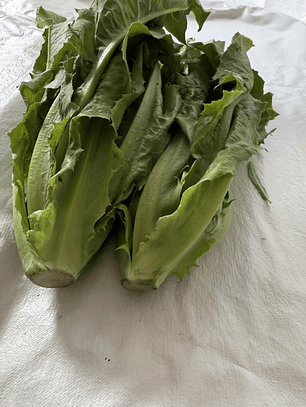 AA choy 油麦菜 YOU  MAI  CAI 