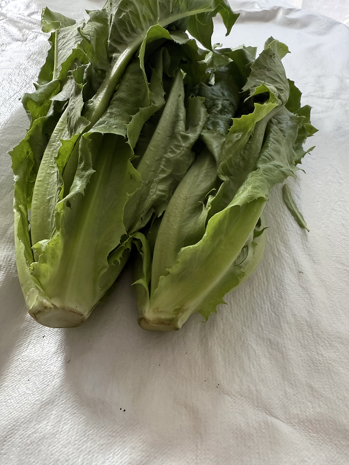 AA choy 油麦菜 YOU  MAI  CAI  2