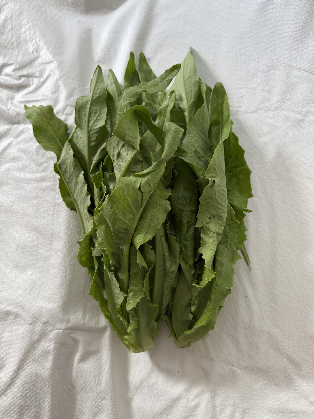 AA choy 油麦菜 YOU  MAI  CAI  1