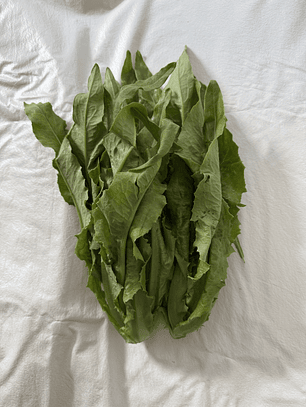 AA choy 油麦菜 YOU  MAI  CAI 