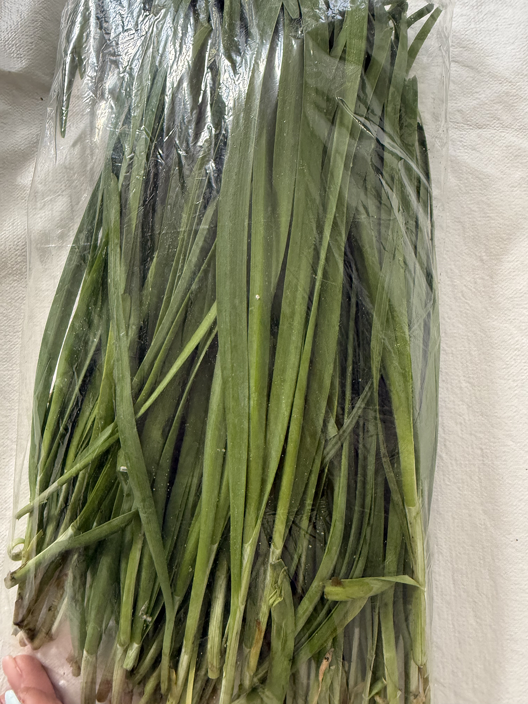 cebollino 韭菜 JIU  CAI 2