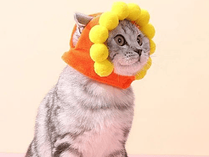 Gorro para mascotas divertido