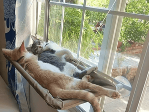 Cama para gatos en ventana