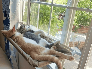 Cama para gatos en ventana