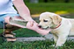 Botella Portátil 2 en 1 Pet Care cup para Perros - Miniatura 6