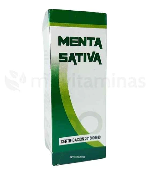 Menta Sativa 