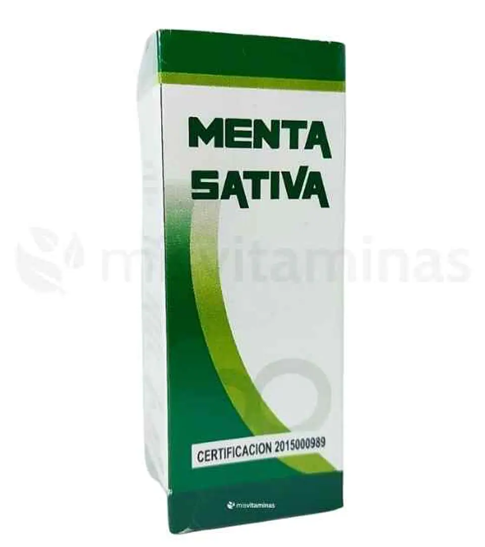Menta Sativa  1
