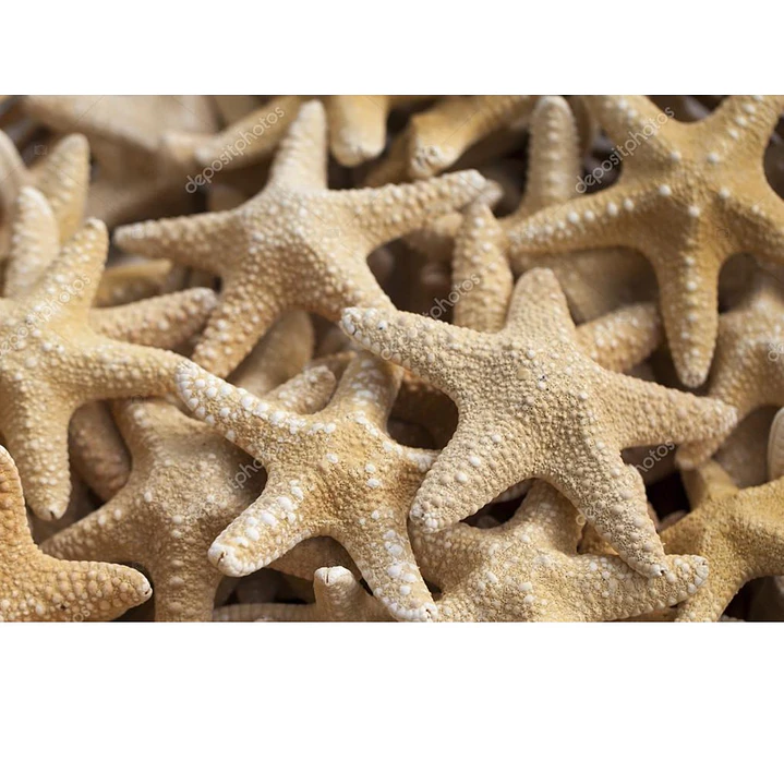 Estrellas De Mar Secas Naturales (2 unidades) Artesanía Decoración Acuario 3