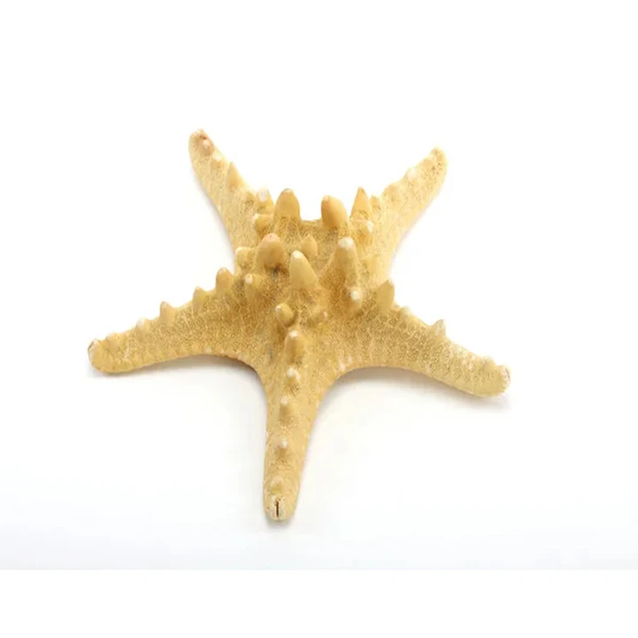 Estrellas De Mar Secas Naturales (2 unidades) Artesanía Decoración Acuario 1