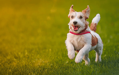 ¿Cuál es el mejor alimento para mi perro?