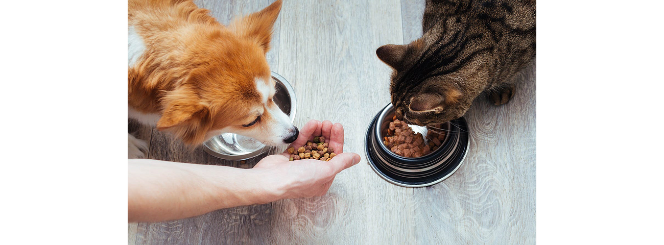 ¿Cómo Cambiar de Marca de Alimento para tu Mascota?