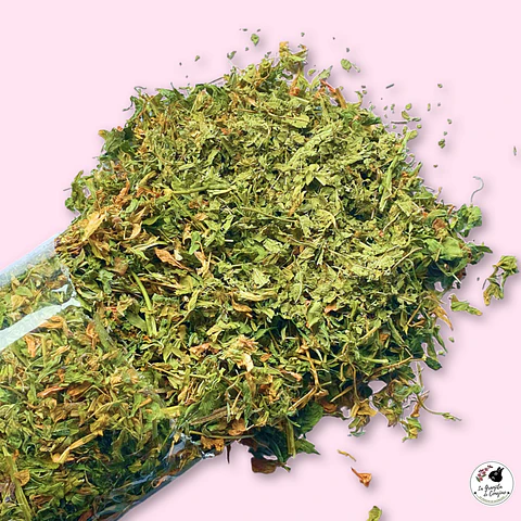HOJITAS ALFALFA CEDRÓN (100 GR)