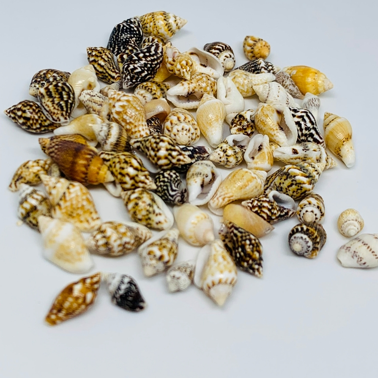 Conchitas Pequeñas 1