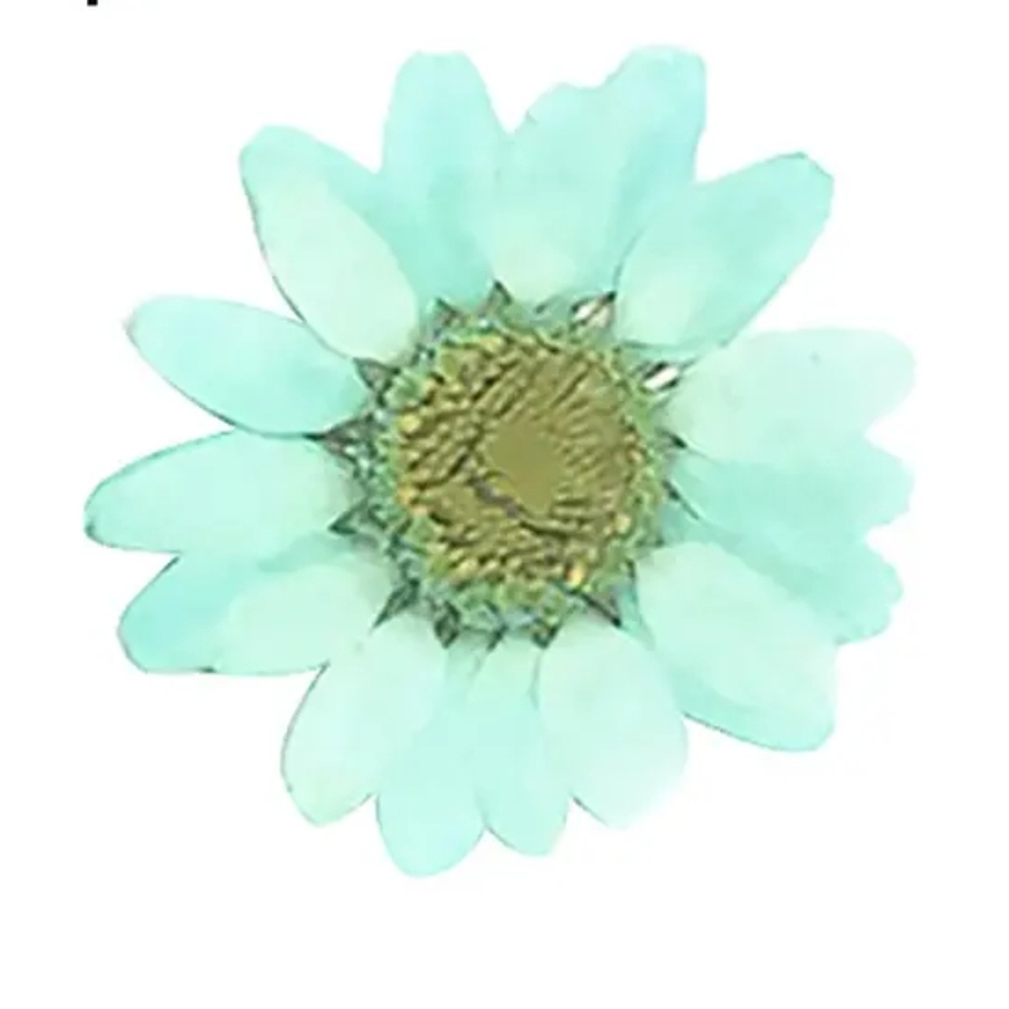 Margaritas Celestes  3