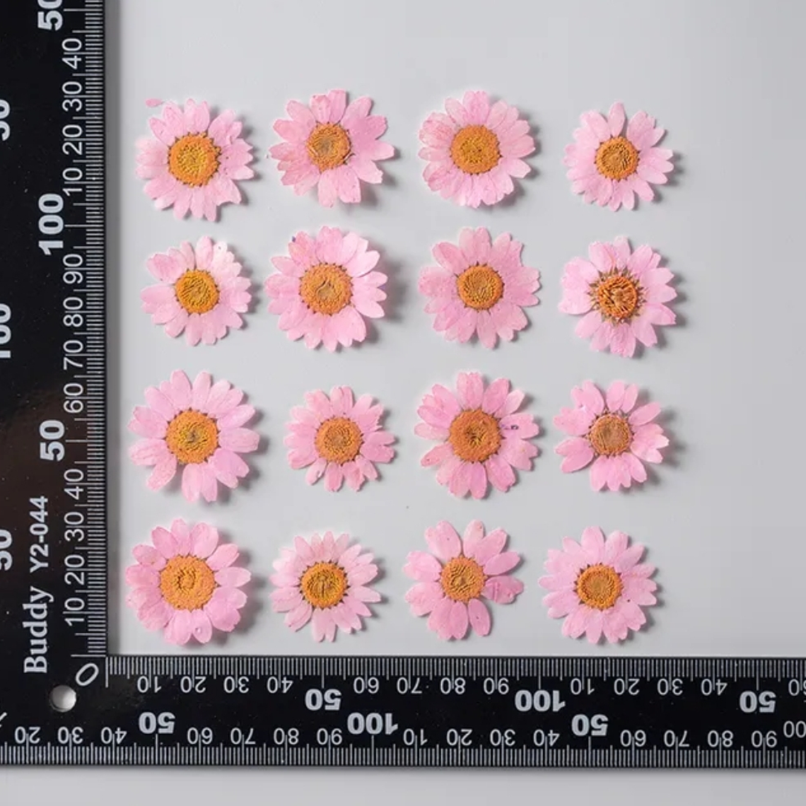 Margaritas Rosadas 2