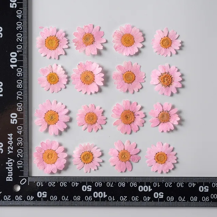 Margaritas Rosadas 2