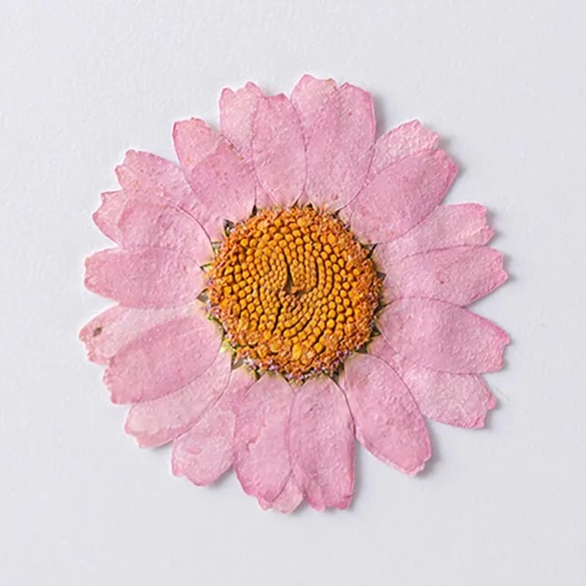 Margaritas Rosadas 3