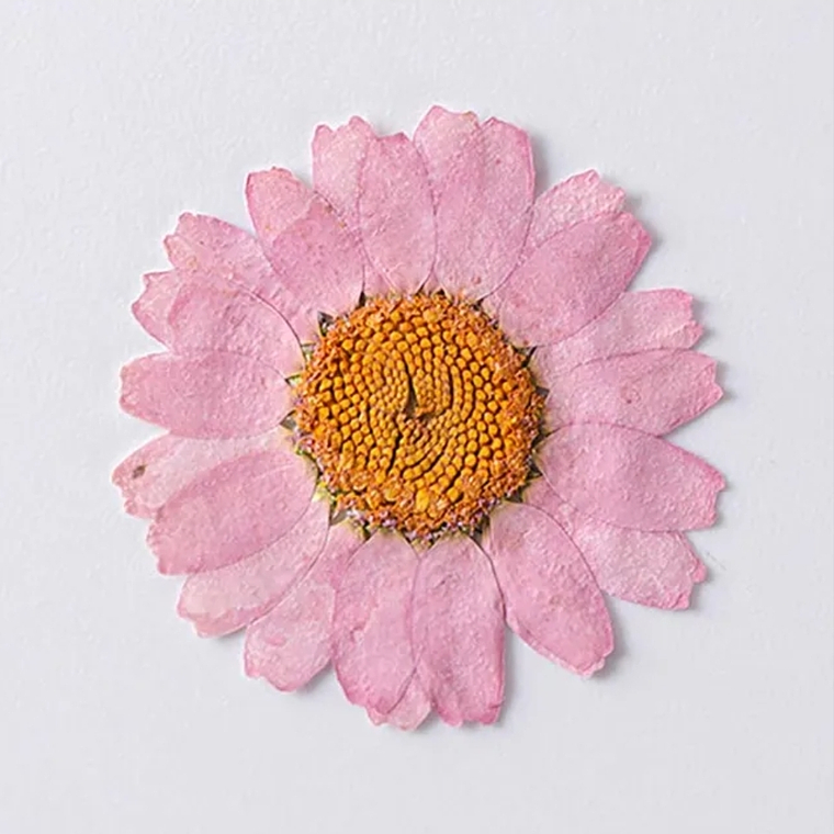 Margaritas Rosadas 3