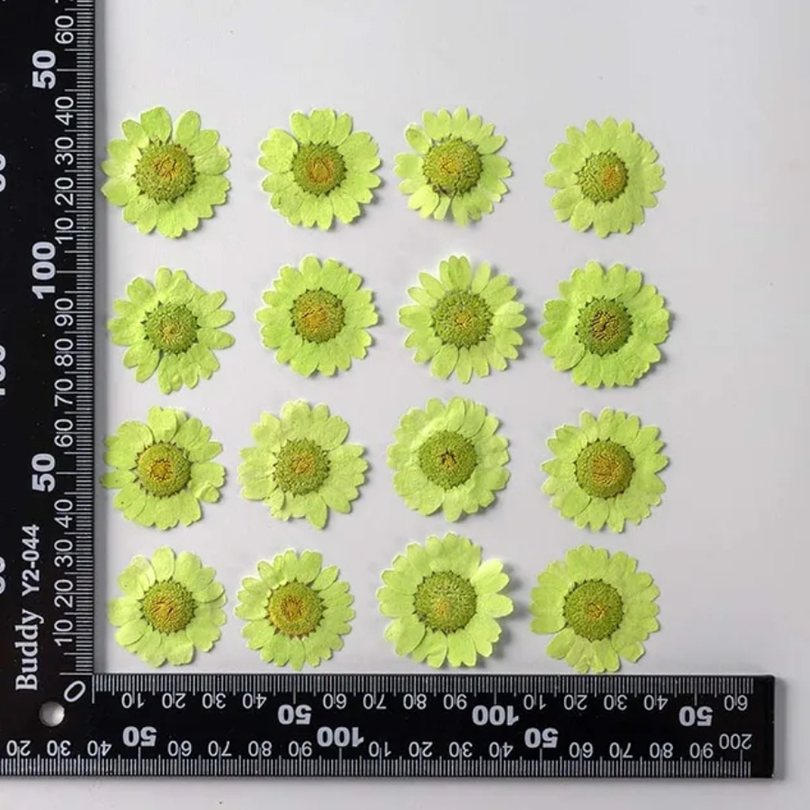 Margaritas Verde Claro 2