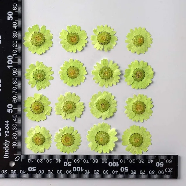 Margaritas Verde Claro 2