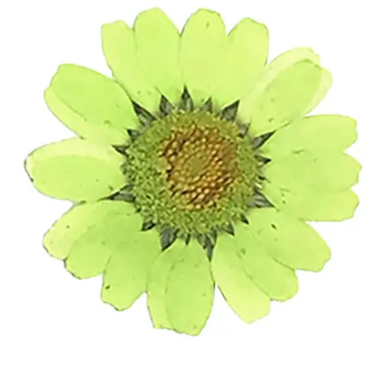 Margaritas Verde Claro 3