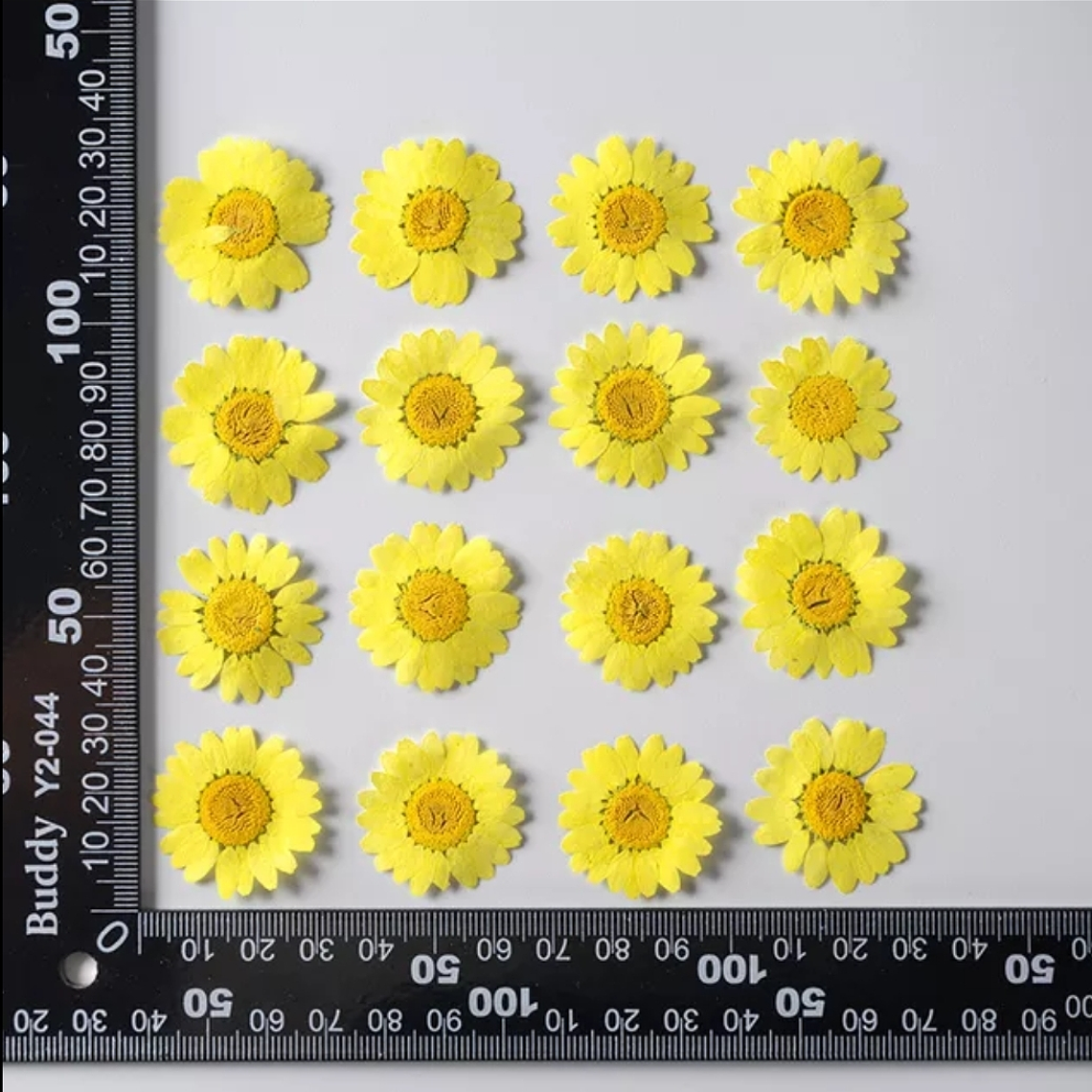 Margaritas Amarillos 2