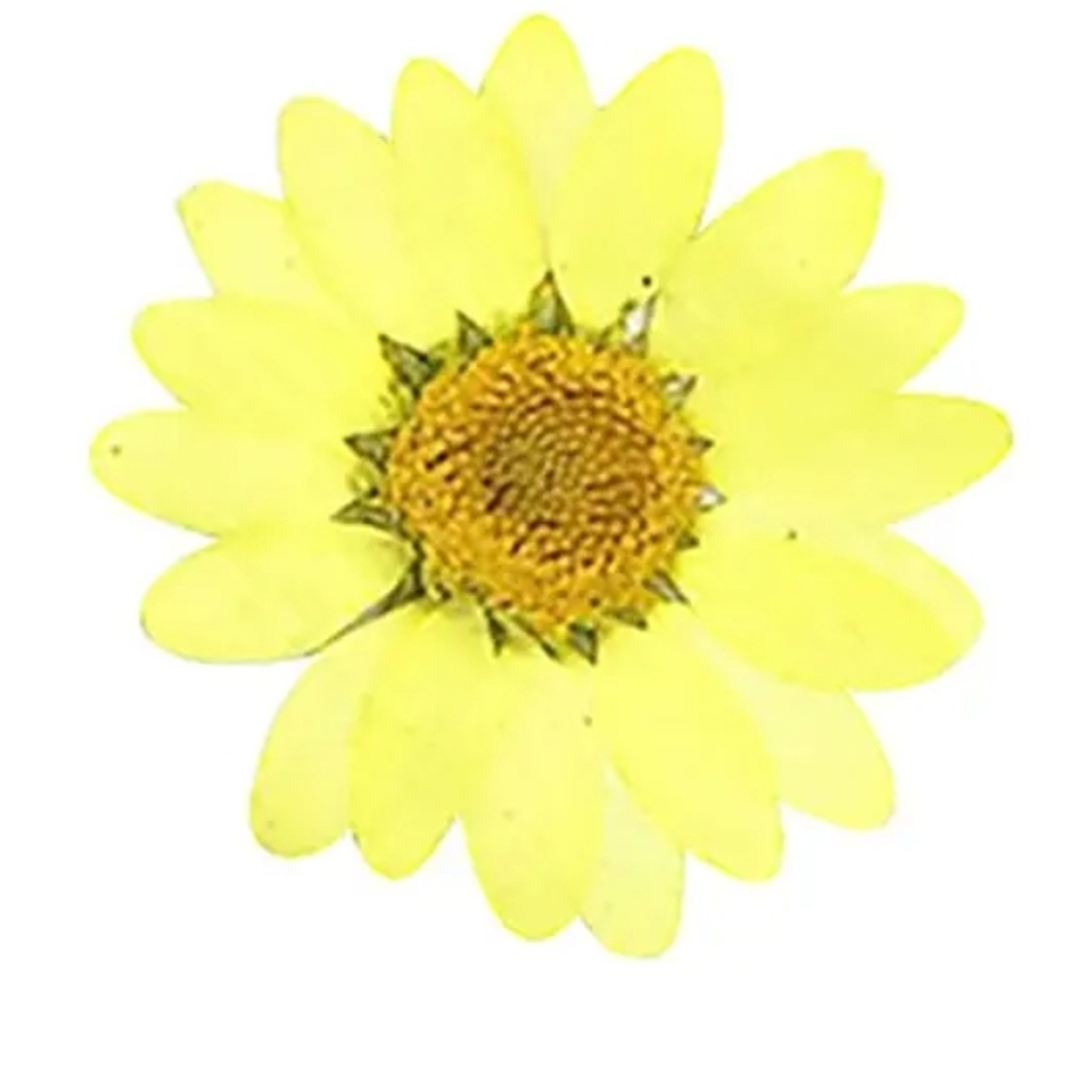 Margaritas Amarillos 3