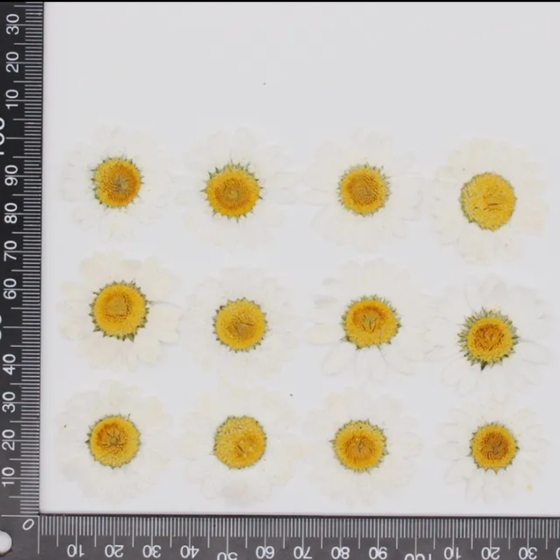 Margaritas Blancas  2