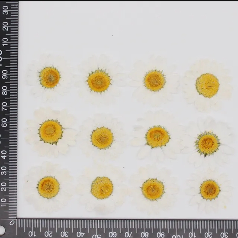 Margaritas Blancas  2