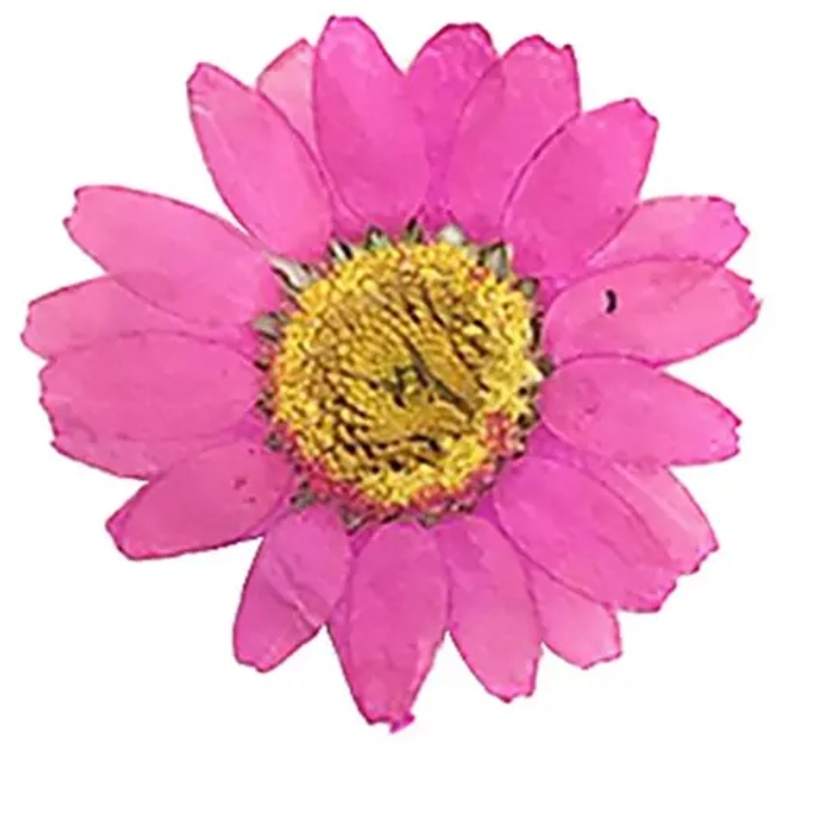 Margaritas Fucsias  2