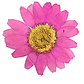 Margaritas Fucsias  - Miniatura 2