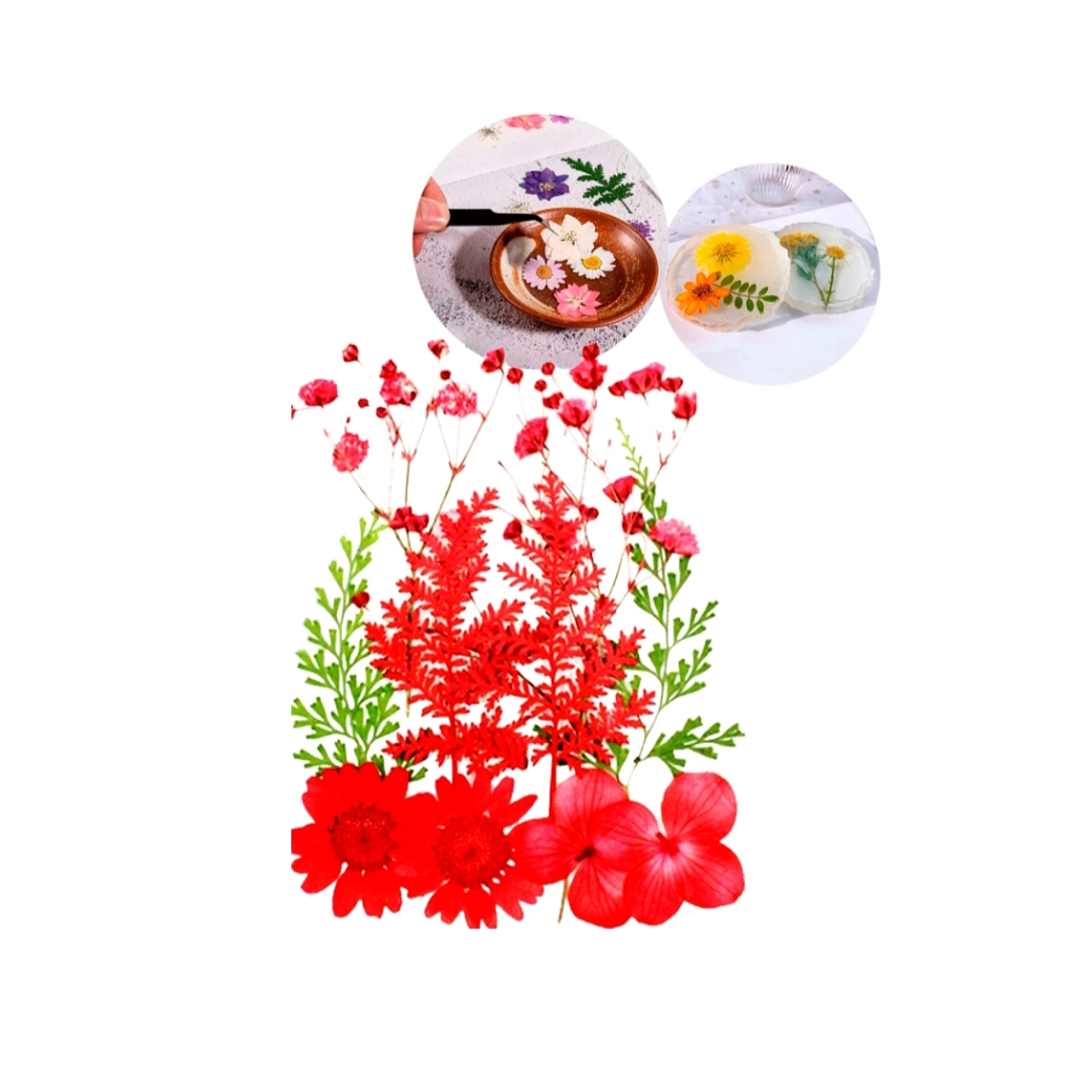 Flores secas prensadas  2