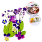 Flores secas prensadas  - Miniatura 3