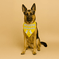 Bandana Dog Tag - 