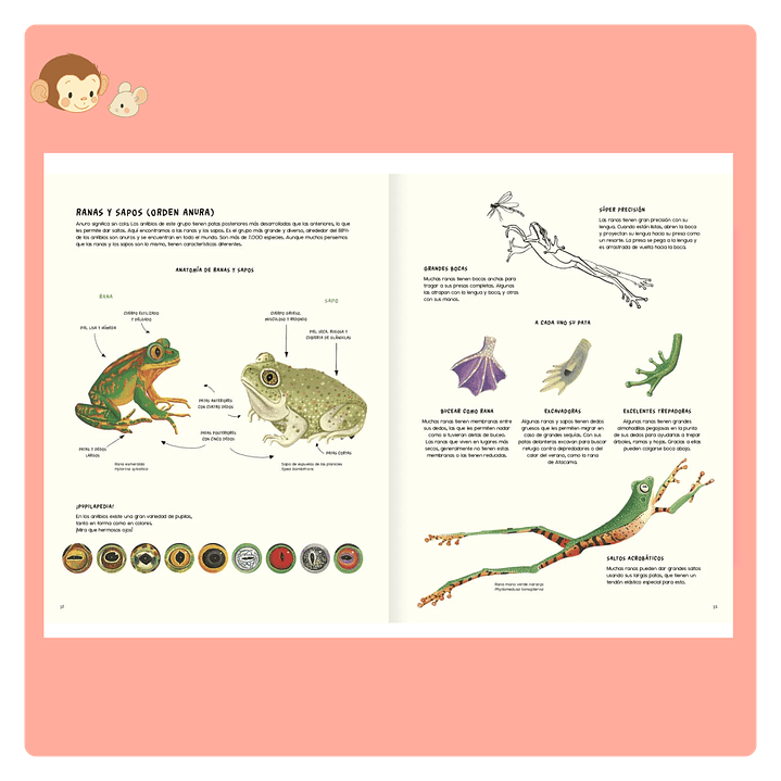 Agua y Tierra: Anfibios y reptiles de América 3