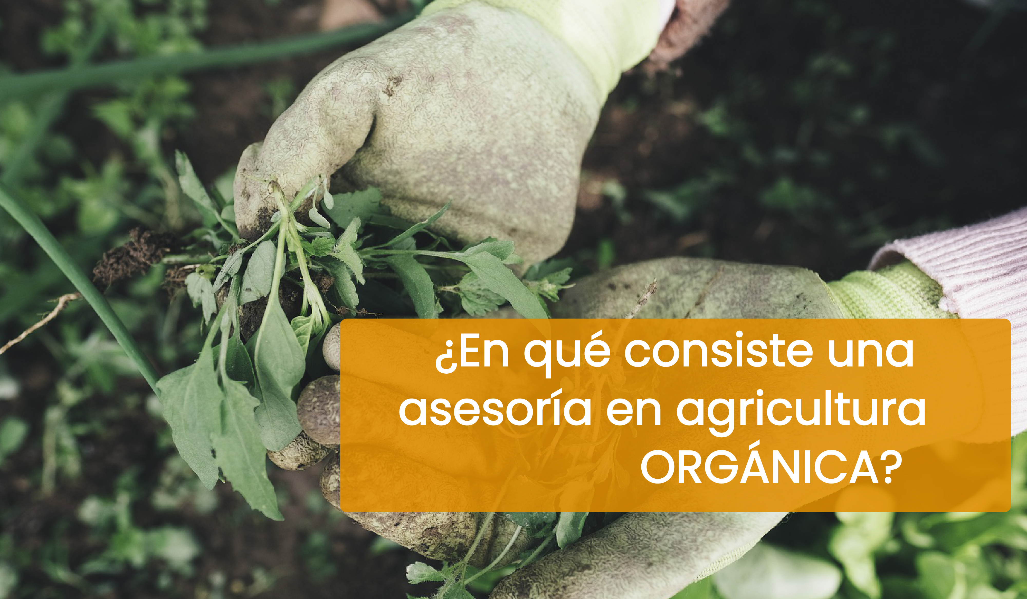 ¿ EN QUÉ CONSISTE UNA ASESORÍA EN AGRICULTURA ORGÁNICA? 