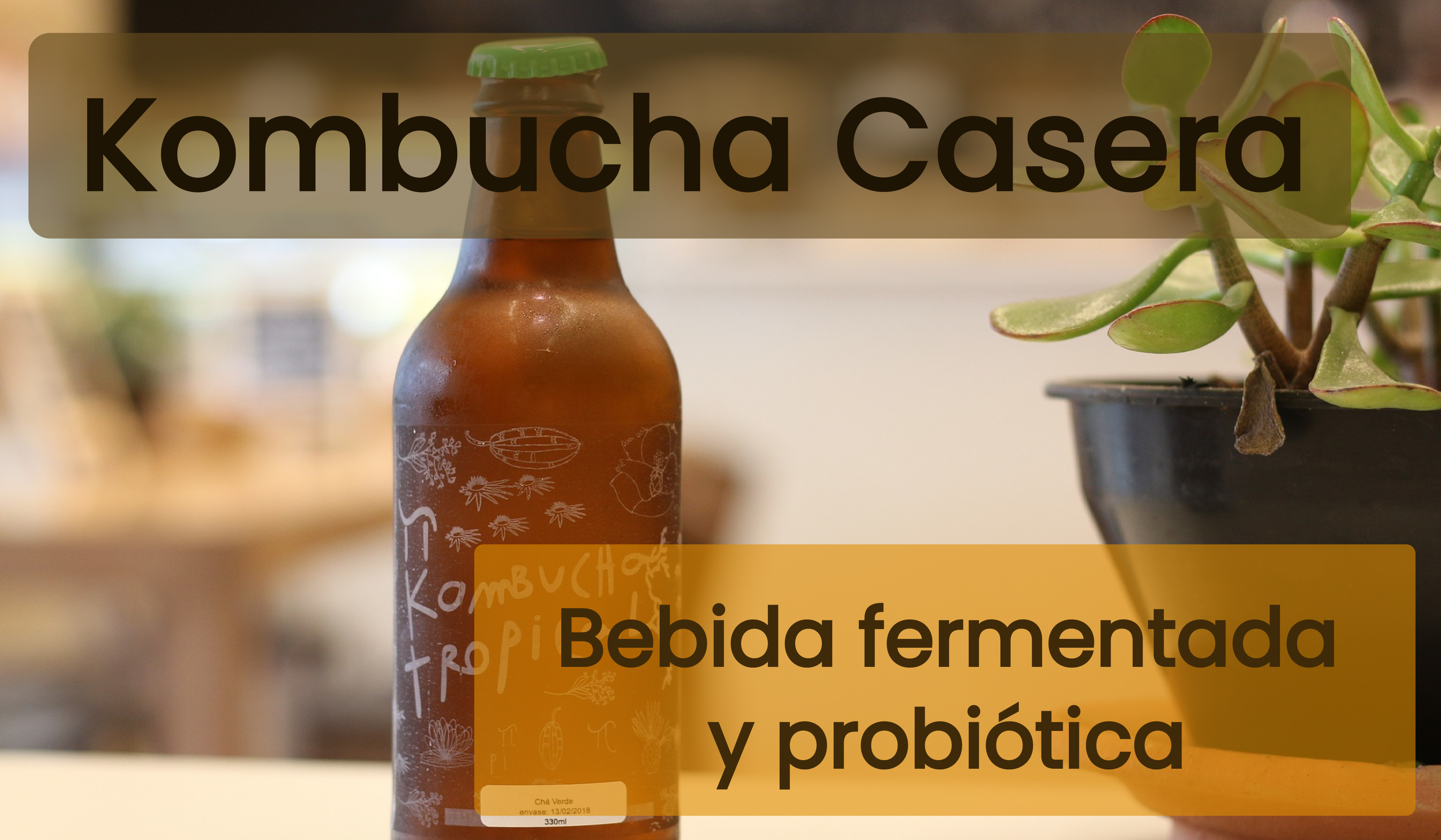 KOMBUCHA: Descubre una 