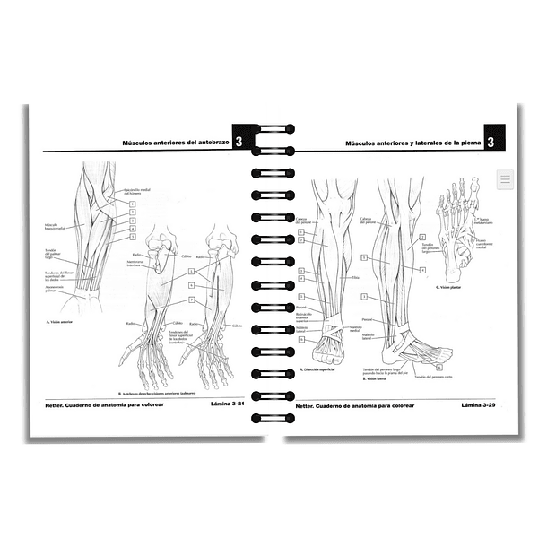 Netter, cuaderno de anatomía para colorear. 