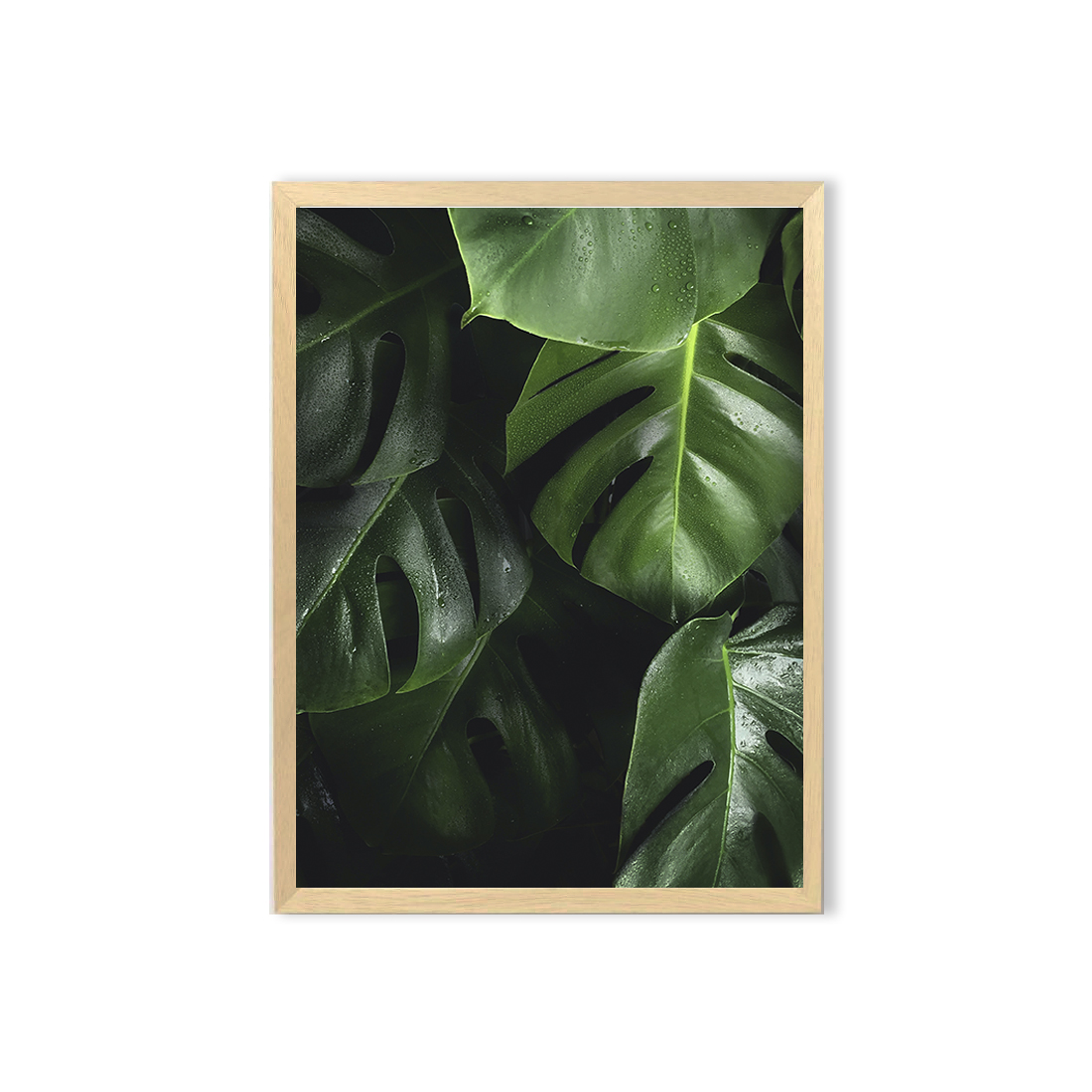 Cuadro / Monstera  1