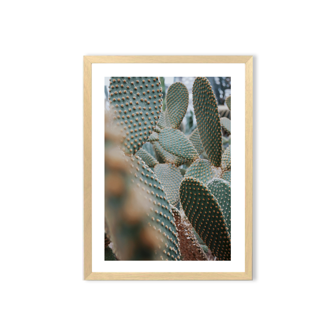 Cuadro / Cactus  1