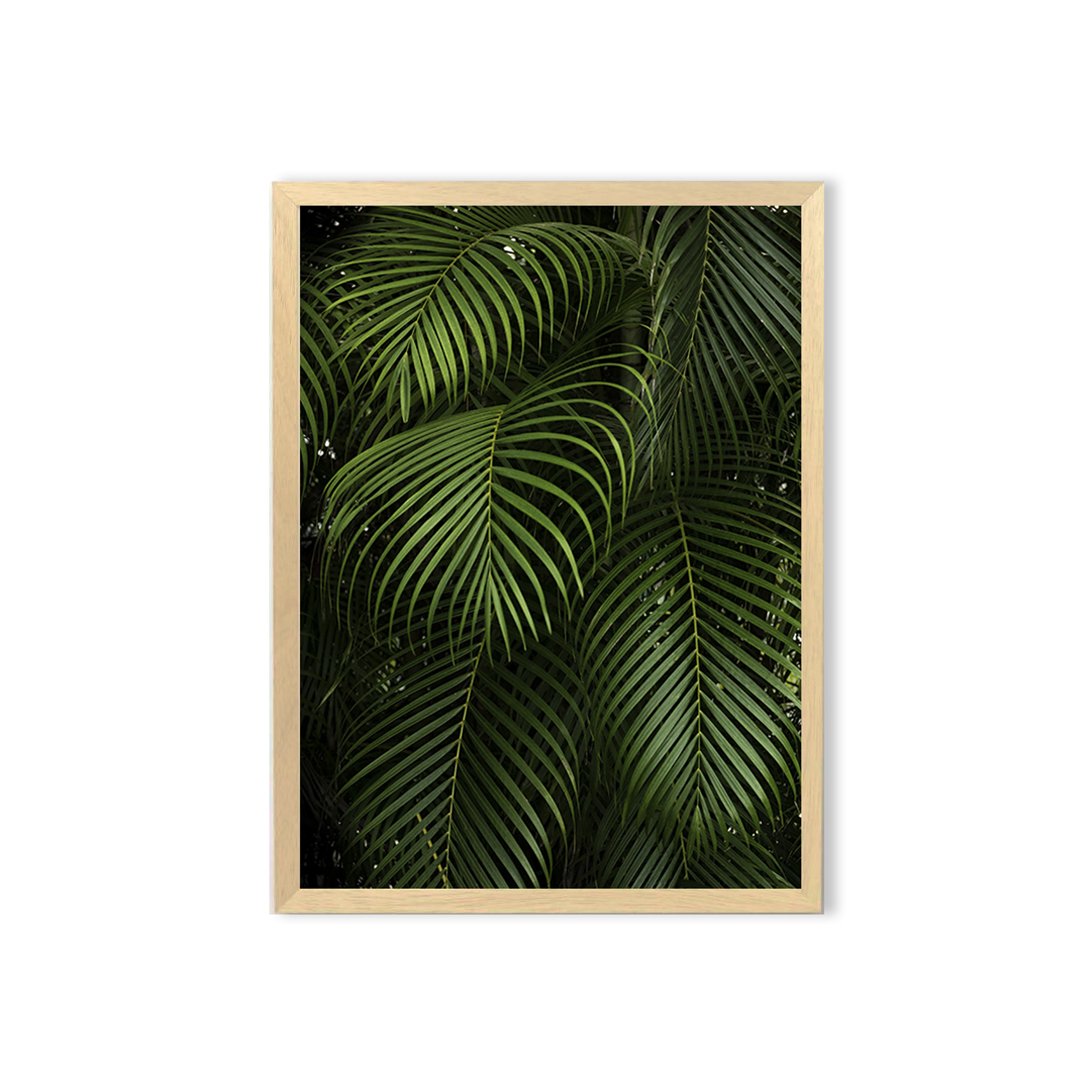 Cuadro / Tropical  1