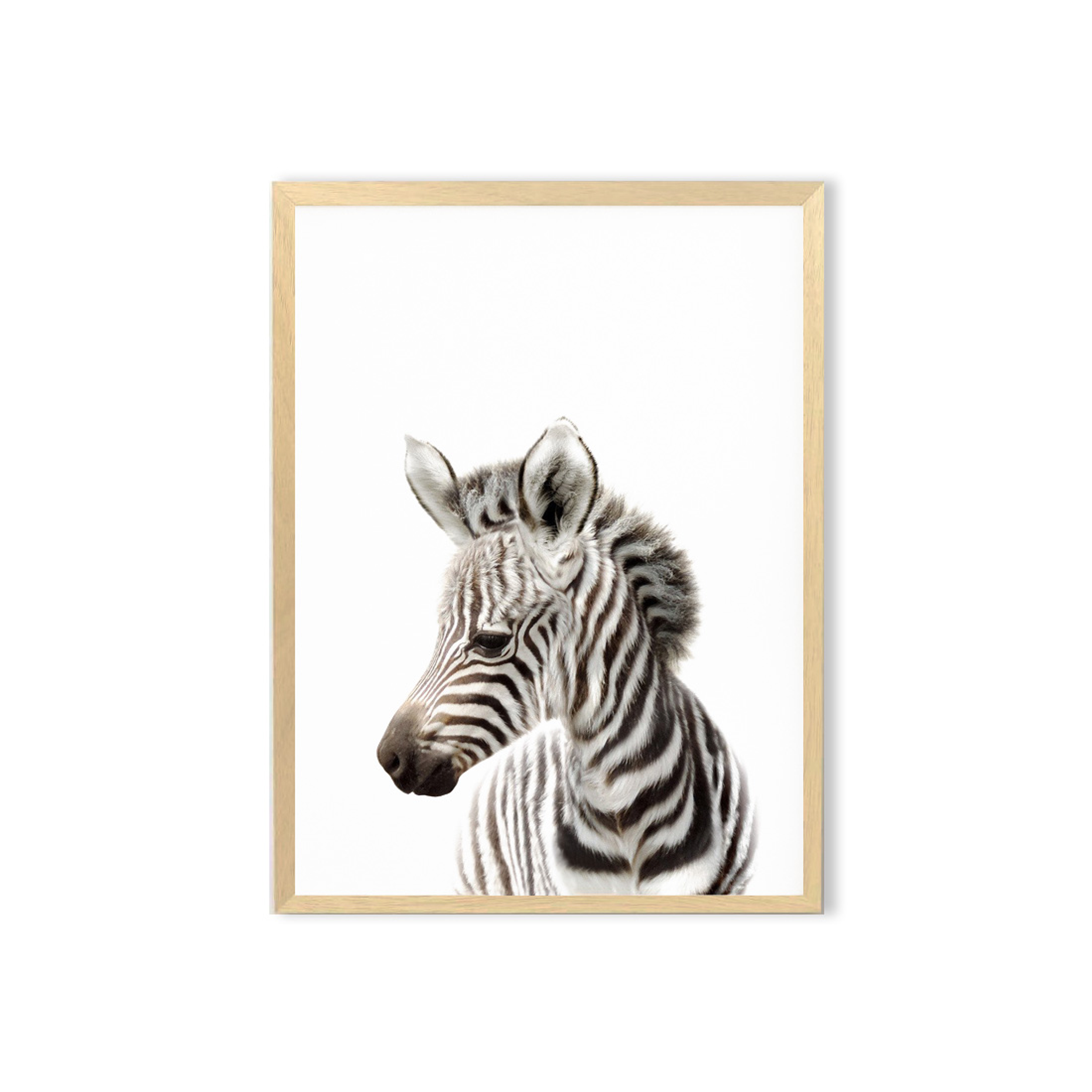 Cuadro / Cebra safari  1