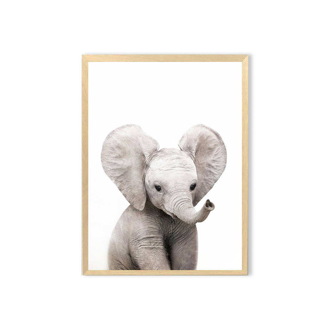 Cuadro / Elefante bebe  1