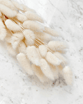 Ramo Bunny Tails / Lagurus ovatus / Flores secas 